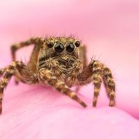 Jumping Spider - Sitticus pubescens 7 